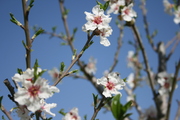 2011-02 Almond Trees